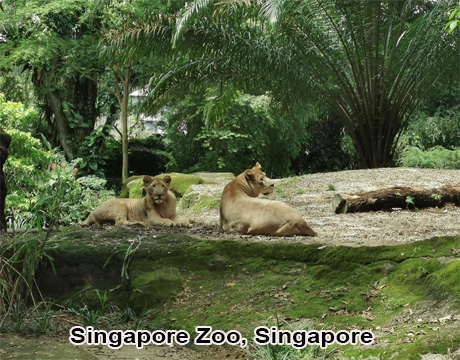 Singapore Zoo virtual tours 2022