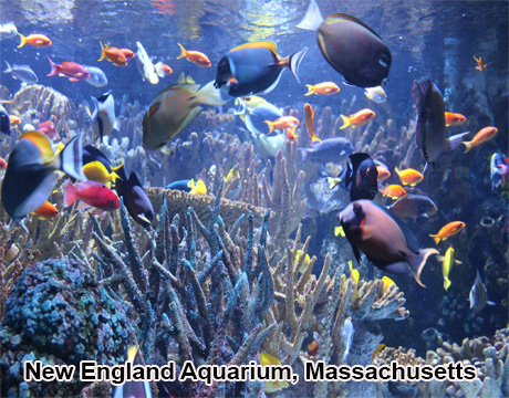New England Aquarium in Massachusetts